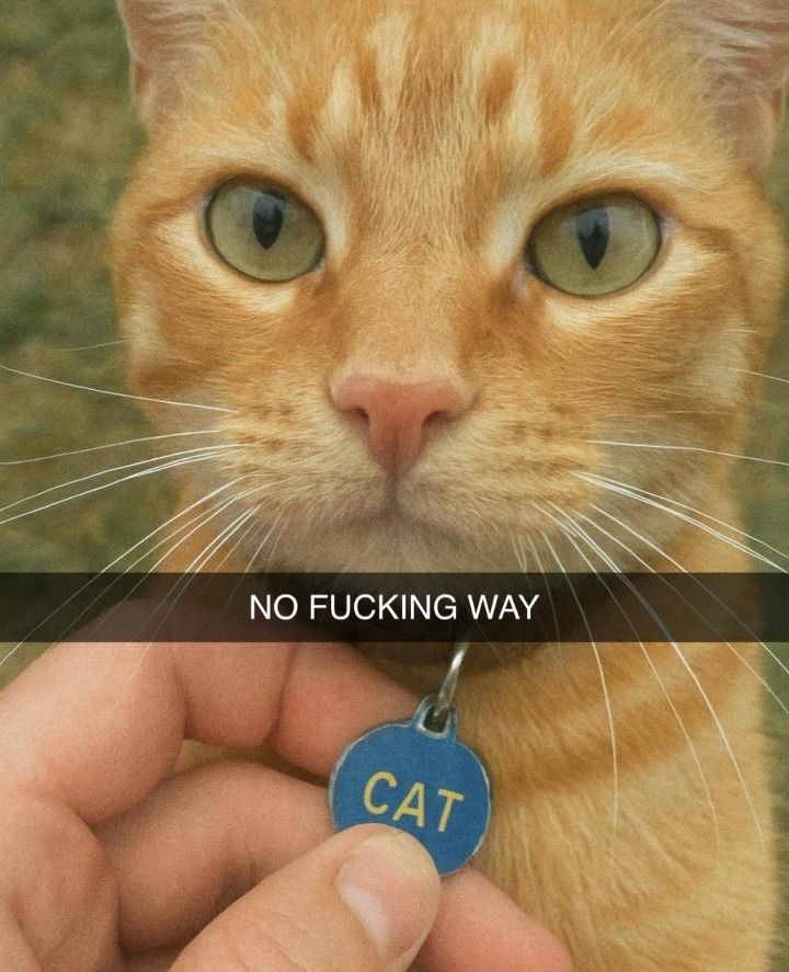 CAT

NO FUCKING WAY