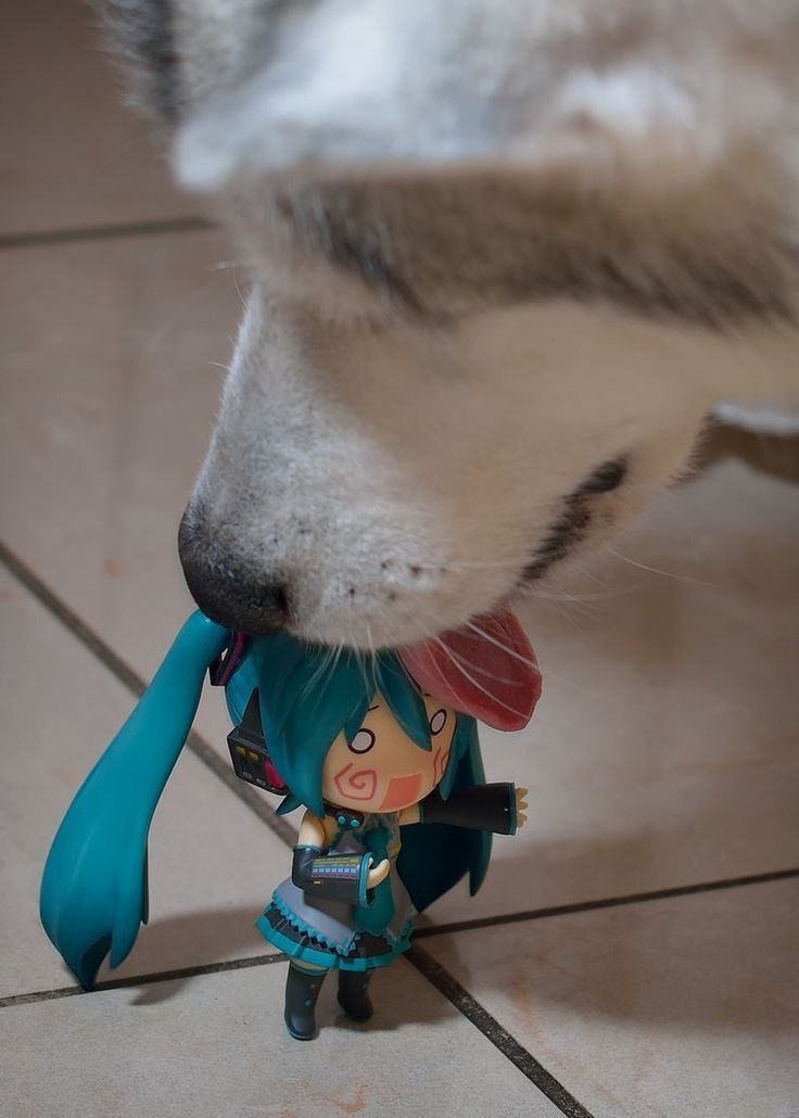 #MikuMayCry