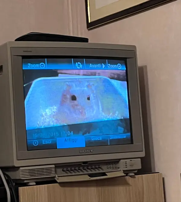 Quando accendi una wii usata e tra le foto trovi un criceto